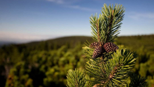 Na Pradědu se začali zbavovat kleče