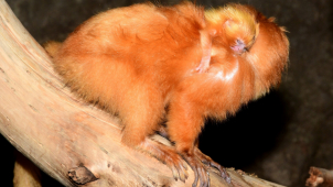 Lvíčci zlatí, nejnovější přírůstky v olomoucké zoologické zahradě