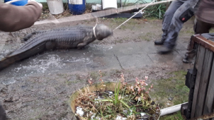 Hasiči během hašení požáru odchytili krokodýla nilského