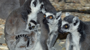 U lemurů v olomoucké zoo se trsá už i s novým mládětem