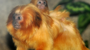 Olomoucká zoo otevírá vnitřní pavilony