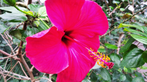 V prosinci do tropů. Výjimečně otevřené sbírkové skleníky ohromí jedinečnými květy i dozrávajícími citrusy