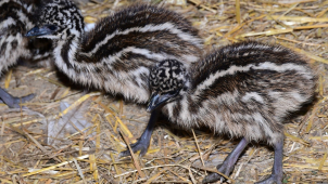 Druhý největší pták světa má mláďata! Jsou k vidění v Zoo Olomouc