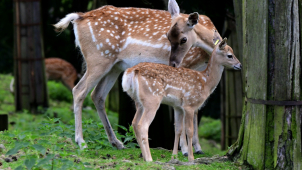 V zoo se narodili velmi vzácní daňci mezopotámští