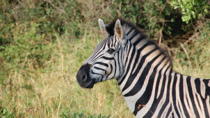 Do ZOO dorazila nová zebra z Plzně