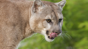 Puma míří na Olomoucko! Čtrnáctiletá dívka měla štěstí
