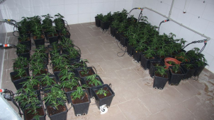 Zřídil si dokonalou indoor pěstírnu, ale spadla klec