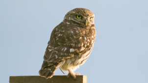 Alarm: Trávení přemnožených hrabošů likviduje sýčky