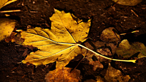 Poslední listopadový týden v kraji přinese zamračené počasí