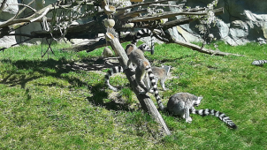Olomoucká zoo otevře návštěvníkům koncem května