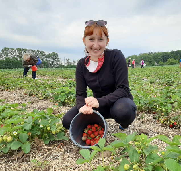 Samosběr jahod ve Slavoníně začal už dnes!