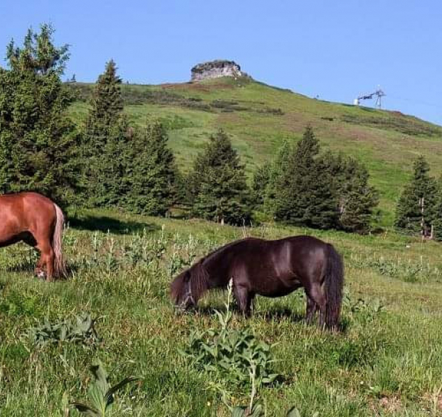 Na úbočí Pradědu už se zase pasou ovce, koně i krávy