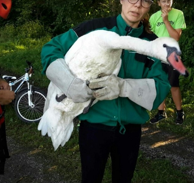 Rybářský vlasec u Tovačova chytil labuť, zachránili ji hasiči
