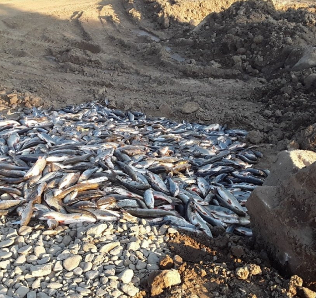 Telegraficky: Ryby v Bečvě otrávil kyanid