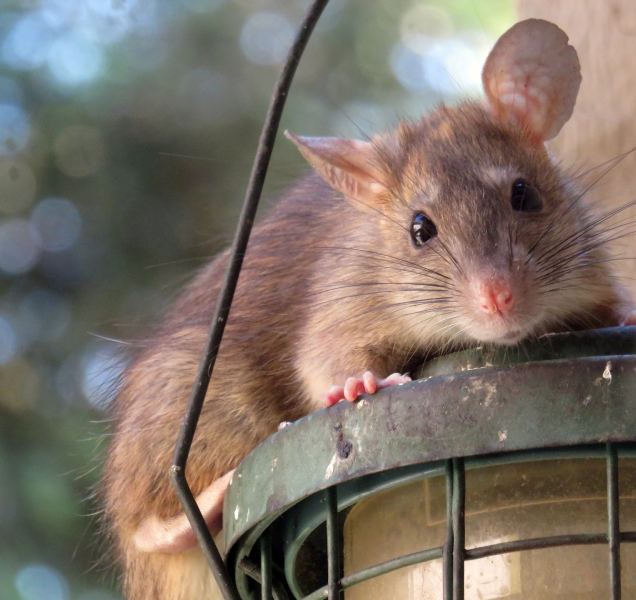 Olomoucký magistrát varuje: Nepřikrmujte v zimě potravinami!