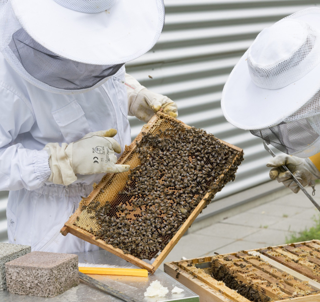 Včelaři dostanou možnost hlásit se o krajskou dotaci