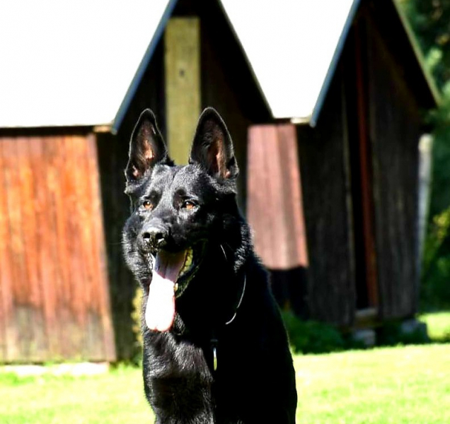 Umpalumpa vypátral pohřešovanou seniorku z Olomouce