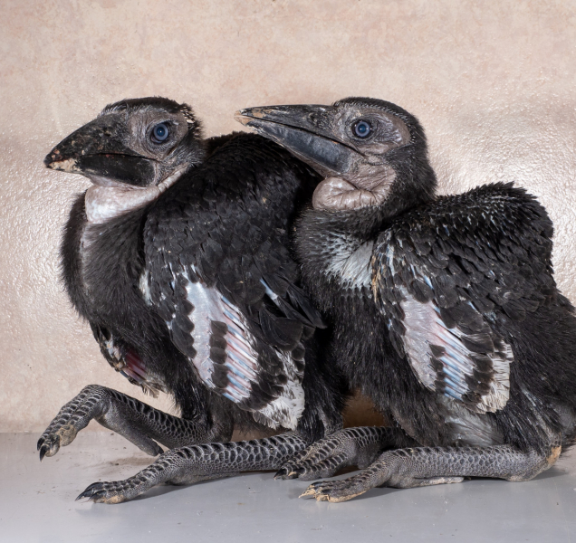 Mláďata zoborožců se v zoo se seznamují se svými rodiči