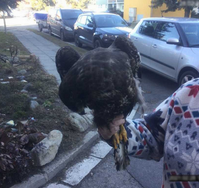 Hasiče a strážníky v Olomouci zaměstnal dravec