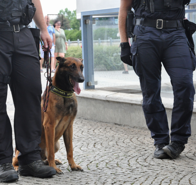 Tablety s efedrinem i pervitin. Při hledání drog pomohl pes