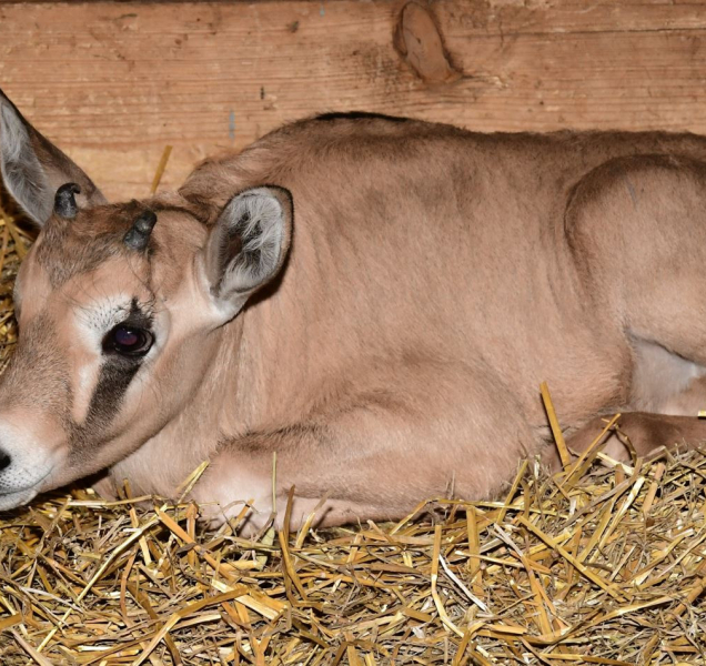 Podceňovaný oryx Malkin se nakonec postaral o všechny samice