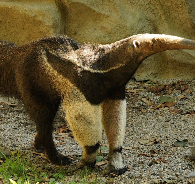 Zemřel Sylvin, zakladatel dynastie mravenečníků v olomoucké zoo