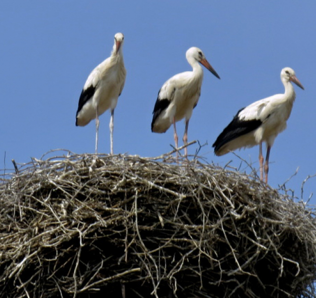 Jaro je definitivně tady, do kraje přiletěli čápi