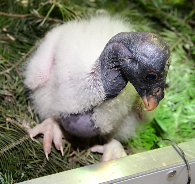 Tři dny kondora. Zoo má po 14 letech mládě z inkubátoru.