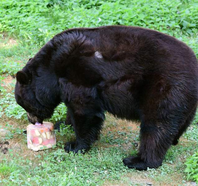 Jak se chladí zvířata v zoo? Sprchy, bazény, ledové míče