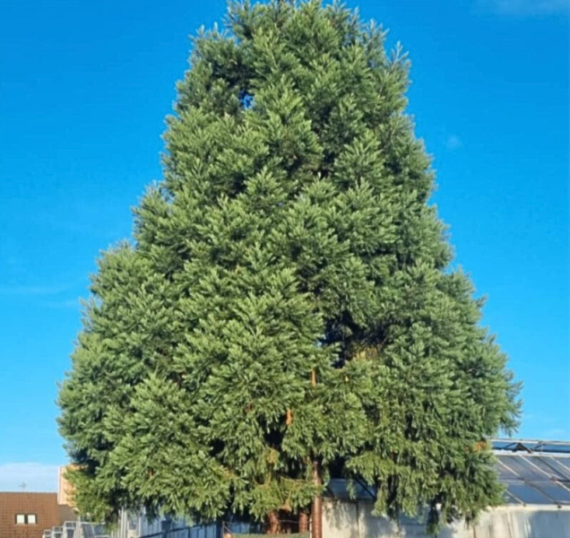 Vánoční strom – letos obrovská sekvoje. Pomozte vybrat jméno!