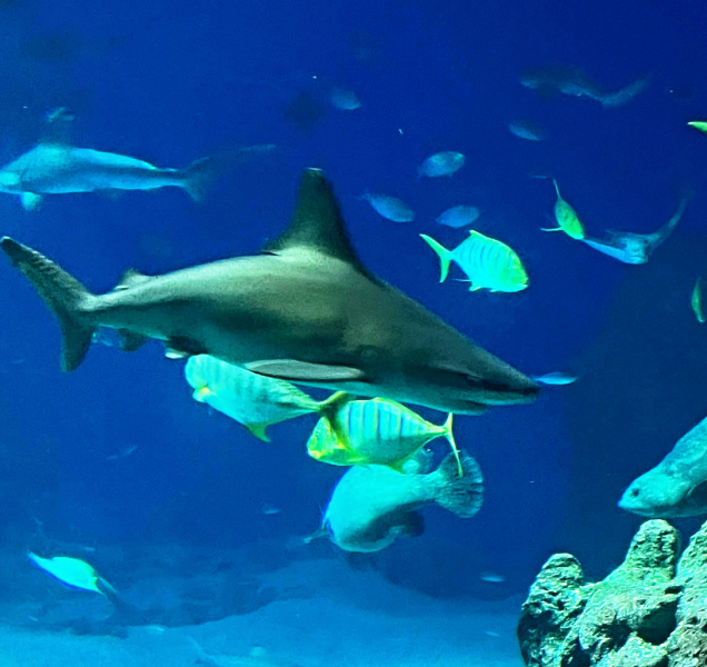 Obří hlubinné akvárium se žraloky v Zoo Olomouc