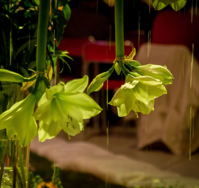 Jarní Flora zve na večerní prohlídku expozice