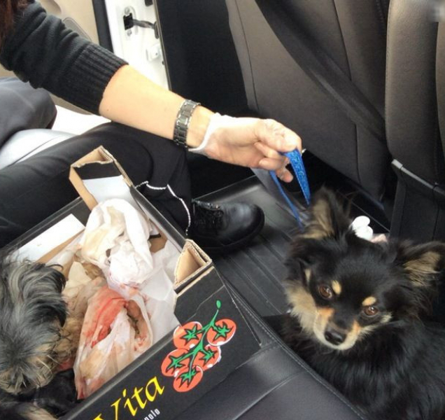 Zlodějčina fena rodila při zatýkání