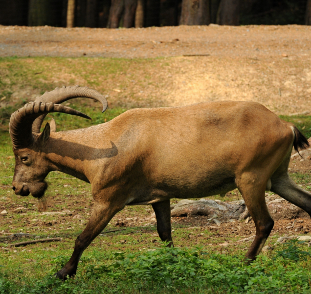 Všichni kozorožci už jsou zpátky v zoo