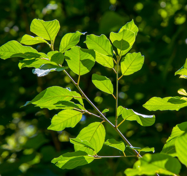 Začátek týdne souzní s počasím z víkendu, čekejte dvacítky