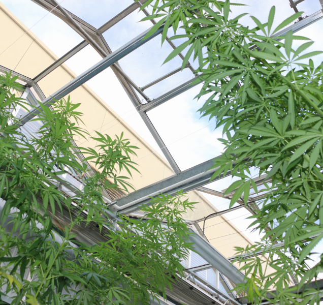 Pevnost poznání zve na science forum O konopí, bez předsudků