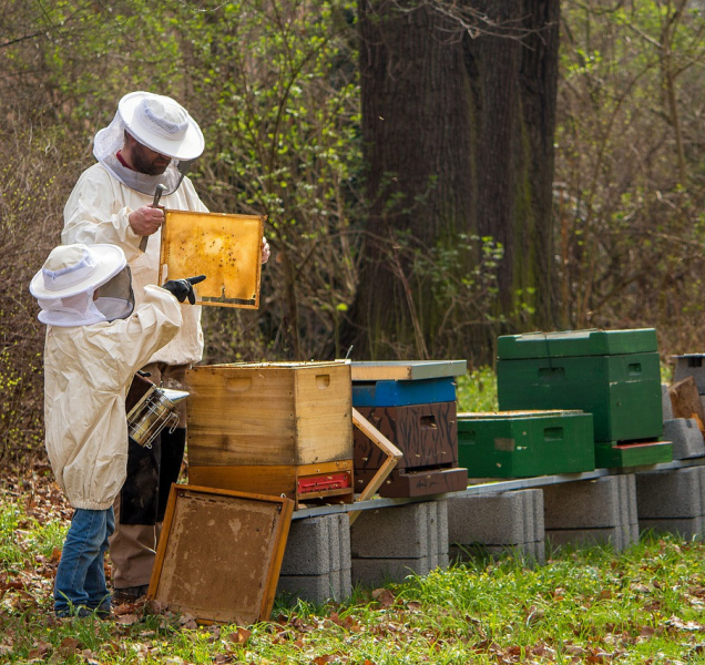 Včelaři dostanou milion korun z krajského rozpočtu