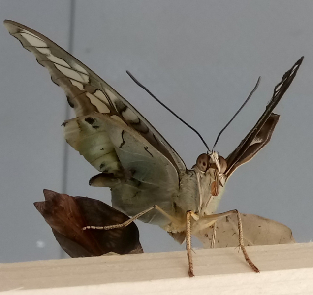 Motýlárium opět otevřelo