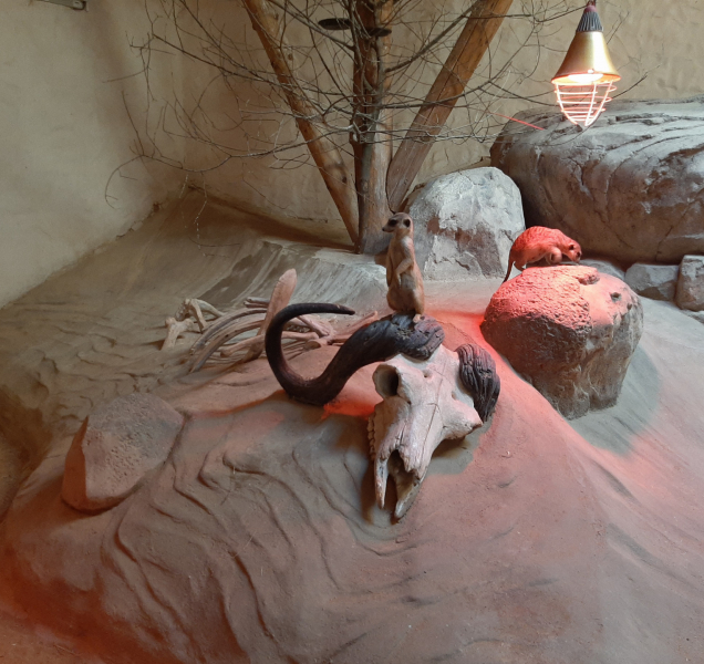 Olomoucká zoo žádá po státu povolení otevřít dřív