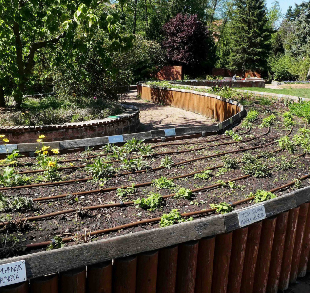 Botanickou zahradu v Olomouci někdo vykradl