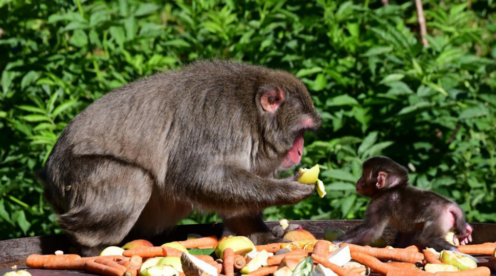 ZOO: Statistika zvířecích strávníků