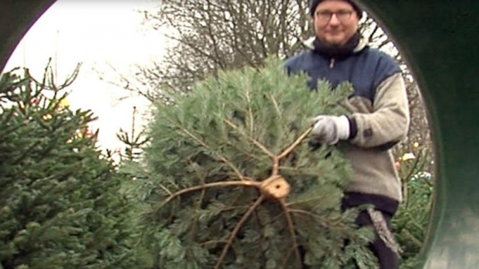 Sucho se na vánočních stromcích nepodepsalo, ale jedle bělokorá je stále těžce k sehnání