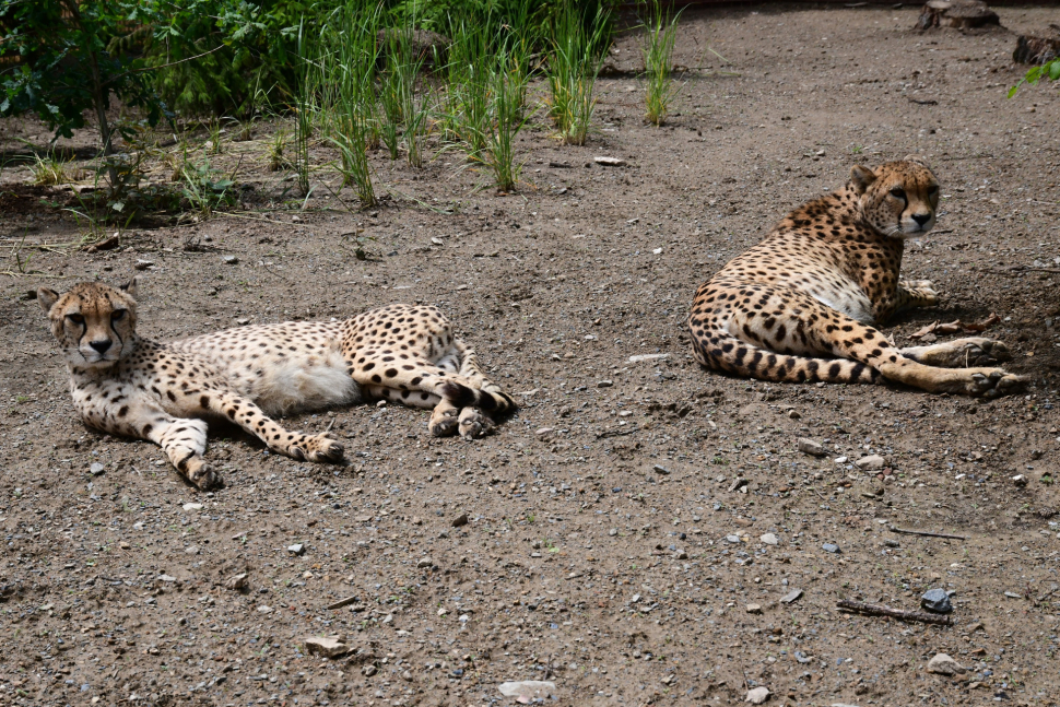 Gepardí nevěsty dorazily z varšavské zoo