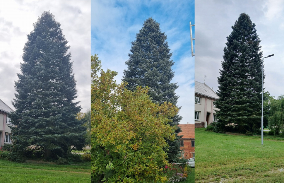 Vánoční strom pro Olomouc dorazí v neděli ráno
