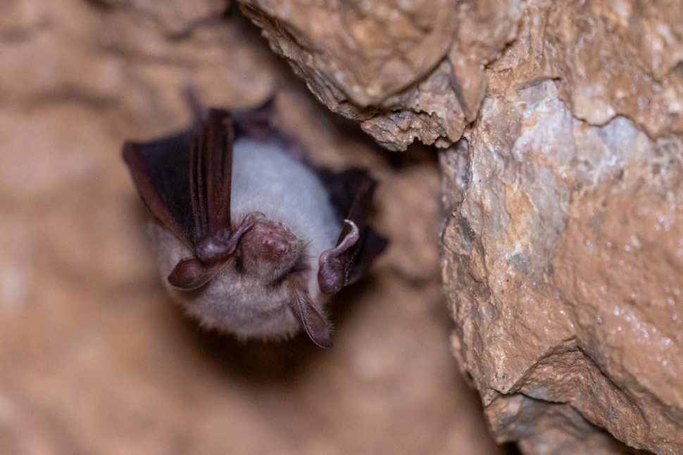 Na Olomoucku startují jarní prohlídky jeskyní