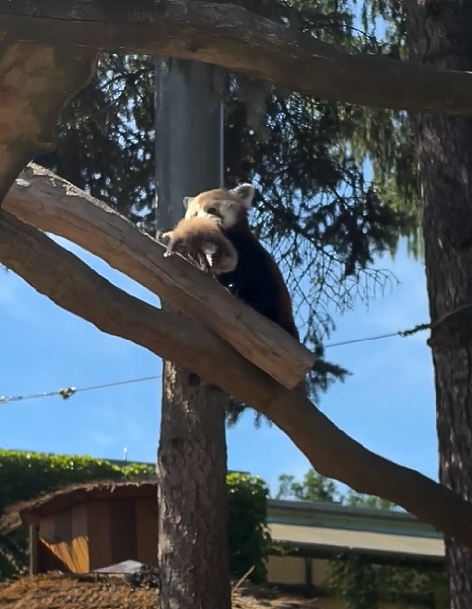 Pandám v Zoo Olomouc se narodila mláďata