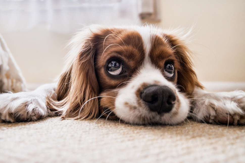 Veterinární správa spustila databázi ztracených psů